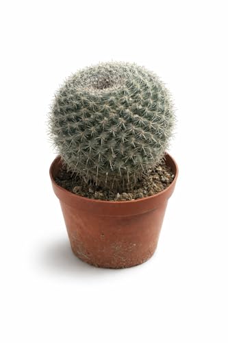 نبات صبار دائري فاخر 15-20 سم | صبار مزخرف حي في وعاء | نبات...