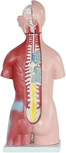 Entiende los organos internos de forma facil con este torso anatomico 7
