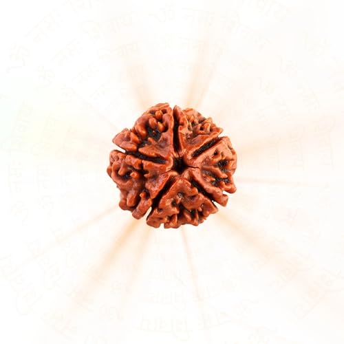 Original 5 Mukhi Nepali Rudraksha - Certified Authentic Five Mukh...