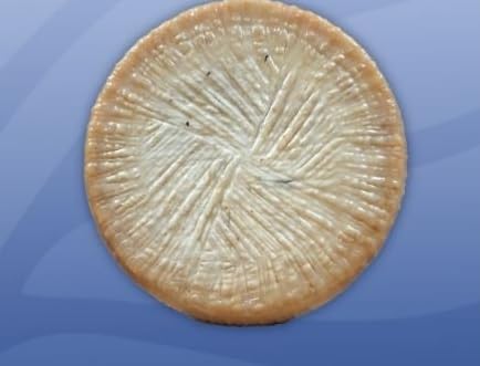 Deliziosi Italian Sardomagno Mirto Myrtle Pecorino Cheese, 1 Wheel of 12 lb, 100% Sardinian Sheep’s Milk Cheese Infused with Myrtle Berries, Aged Italian Cheese with Floral and Savory Flavor