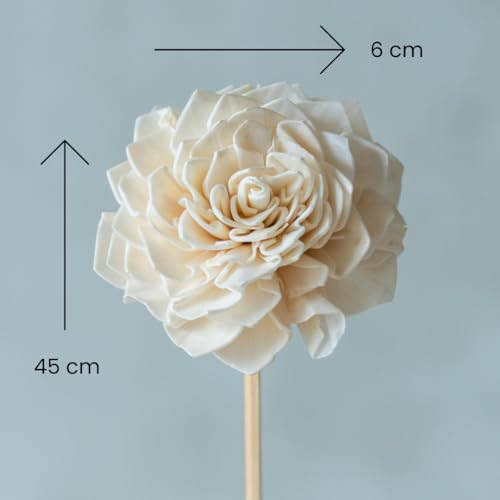 Image of White Sola Bingo 8 cm On Stem (10 Sticks) | Natural Dried Flower | Eco-Friendly Flowers for Home, Office, Bedroom, Table Decoration and Craft Items Corner (Without Vase Pot)