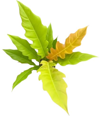 The Four Seasons Philodendron Golden Ring of Fire Rare Natural Live Plant in Pot (B0BN9Q3K9Y) Amazon Price History, Amazon Price Tracker