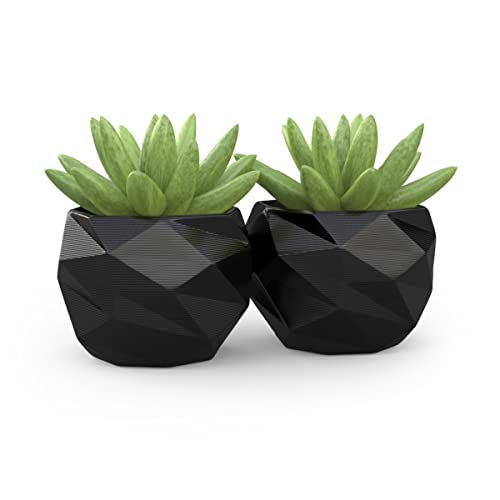 2 Vasos de mini suculentas