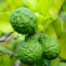 See full amazon price history chart for Greenursery Orange Plant Garden Live Plant Nursery Outdoor Living Plant (Kaffir Lime) Greenursery Orange Plant Garden Live Plant Nursery Outdoor Living Plant (Kaffir Lime) (B0D3BD48YK) Amazon Price History, Amazon Price Tracker