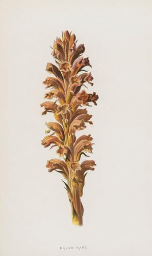 Cuadro de lienzo de Frederick Hulme de 60x90cm para decoraciones de pared