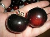NEGRO del tomate del fuego! ¡RARO! 20 semillas! Vendemos más de 150 clases de tomates!