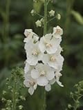 Verbascum phoeniceum - White Mullein - Flush of White 100 Perennial Flower Seeds.