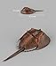 Warmtree Simulated Sea Life Animals Figurines Realistic Sea Creature Model Plastic Ocean Animals Action Figure for Collection (Horseshoe Crab)