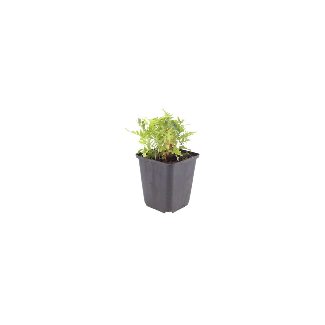 Polypodium vulgare Farn Gartenpflanze 48 Pflanzen Ø9 cm 10-25 cm