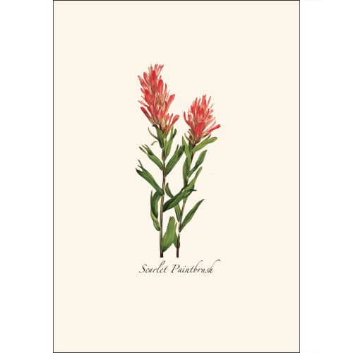 Image of Earth Sky + Water - Western Wildflower Assortment Notecard Set - 8 Blank Cards with Envelopes (2 each of 4 styles)