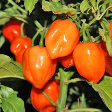 Golden Hills Farm hybrid Exotic Hottest Orange Habanero Chilli Pepper 40+ seeds (B093DDTX86) Amazon Price History, Amazon Price Tracker