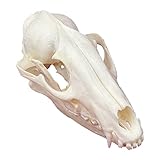 Cozylkx Simulations-tierschädel, Realistisches Tier Kopf Skelett, Anatomie Studium - Halloween-Requisite, Dekorative Knochen,Marderhund