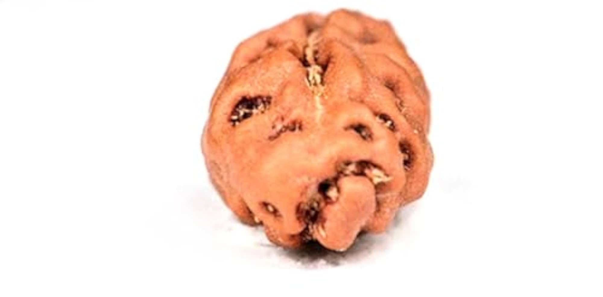 1 Mukhi Indonesia Rudraksha Bead, Certified Quality