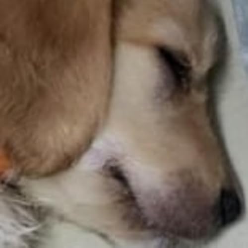 Wonder Pets - Chapter 19 - Hidden Talent - Part 3