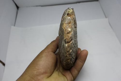 Image of Ammonite Fossil Fossils Fossils from Morocco Fossil Rock Ammonites Fossil A300