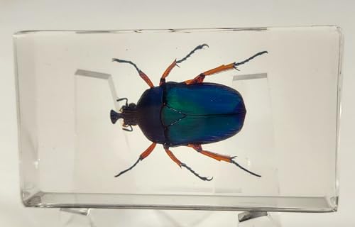 Image of 2.9 inch Real Unicorn Blue Green Chafer Beetle w /Golden Legs in Crystal Clear Lucite Resin Specimen Preserved Insect Bug Taxidermy Collection for Biology Science Education Desk Display Supplies