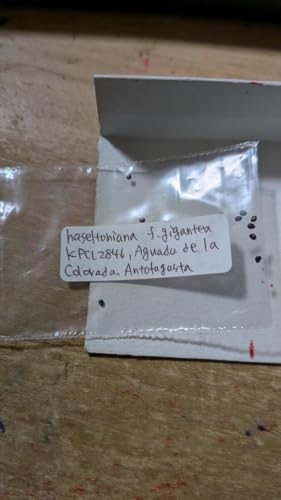 �R�s�A�|�A �n�Z���g�j�A�i f.�M�K���e�A KPCL2846 ��q10��