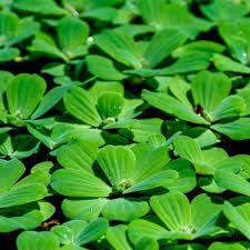 Water lettuce plant (pack of 7)