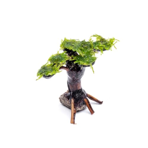 Where to buy bonsai driftwood