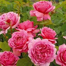Aiden Gardens Rare Grafted English Rose Plant Princess Alexandra of Kent Pink Color Double Rose 2 Healthy Live Plant (B093L1TMGT) Amazon Price History, Amazon Price Tracker