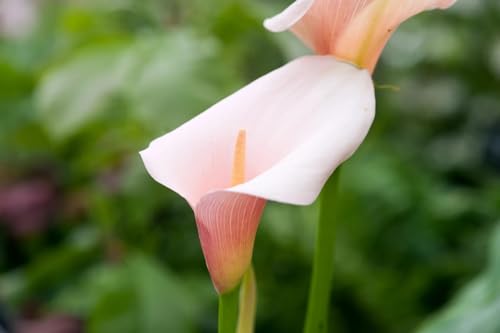 Image of Calla Lily Live Plant ? Zantedeschia Pink Flower Bulbs with Pot ? Pack of 1 | Indoor & Outdoor Decorative Flowering Plant | Elegant Pink Bloom for Home Garden