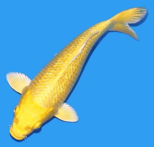 CADIFLEX1500 Live Fish - Lịvẹ Kọi Fịsh 8" Gịn Rịn Yẹllọw Yạmabụki Ogọn Kọibạy