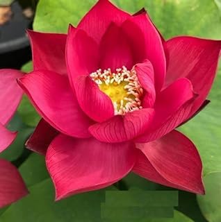 Image of vERY Beautiful All Season Drop Blood Red+YellowWater Lotus(Pack Of-2) /Water Kamal /Water Lily Plant (TUBER) Original Hybrid Veriety Blloming With In 30 Days For Outdoor & Indoor Live Plant.