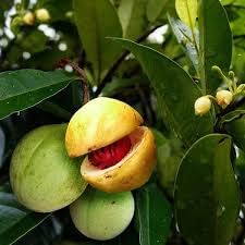 Sanju Nutmeg Jayfal Live Plant, Myristica Fragrans Medicinal Garden Plant(1 Healthy Live Plant) (B09XB8RCPW) Amazon Price History, Amazon Price Tracker