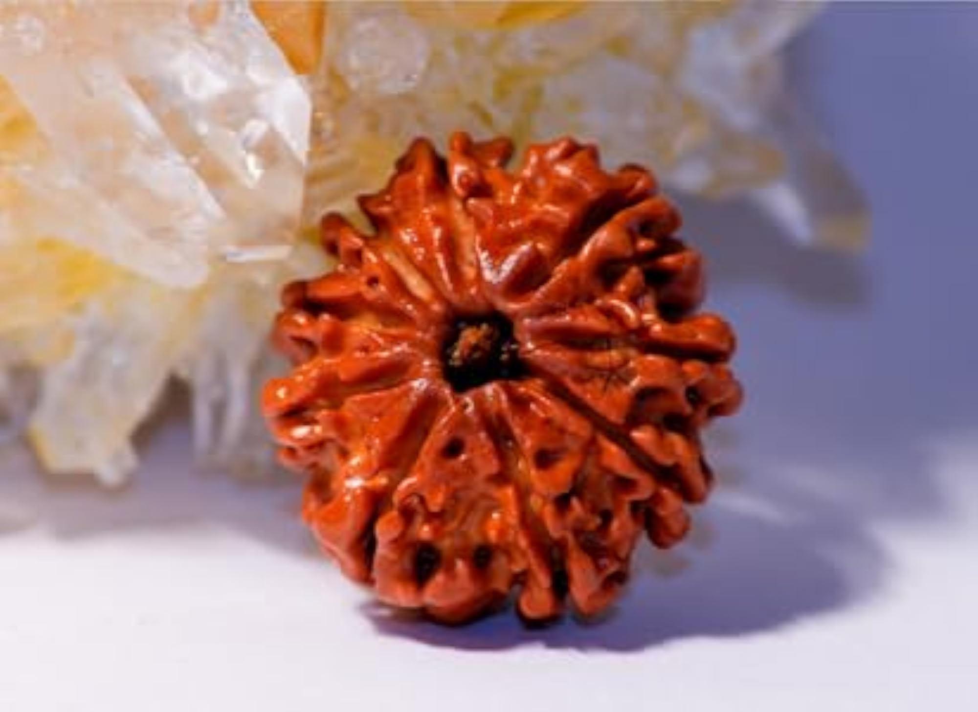 Nine Face Rudraksha Beads, Certified
