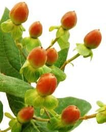 Amazon ヒペリカム 生花 切り花 エダモノ エクセレントフレアなど 5本 切り花 オンライン通販