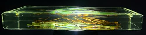 Image of 5.5 inch Real Mimesis Stick Insect Phasmatodea Bug in Crystal Clear Lucite Resin Specimen Paperweight Preserved Animal Taxidermy Collection for Biology Science Education & Desk Ornament Display