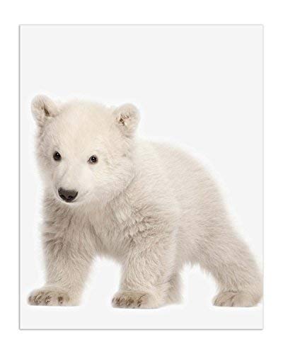 Crystal Canvas Minimalist Polar Bear Cubs Prints - Set Of 6 (8X10) Unique Adorable Baby Polar Bears Poses And Angles Nursery Photography Wall Art Decor #TOP5