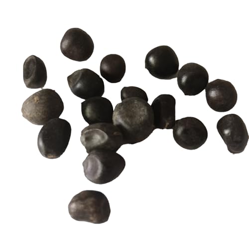 PERZOE 10 piezas de hierbas perennes Dicentra Spectabilis, semillas de corazón sangrante de plantas de flores Violeta