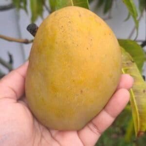 Mango Julie (mangifera) Tropical Live Fruit Tree 12"