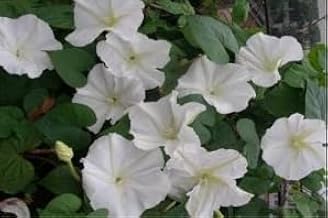 Ipomea Purpurea White Campanella Bianca 140 Seeds for Pergolas and Gazebo