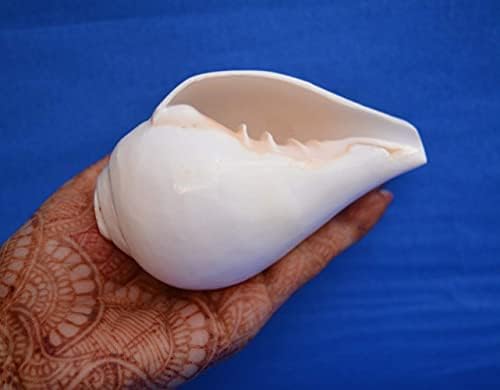4"inch Genuine Blowing Shankh (VAMAVARTI BAJNE WALA) - Conch Shell - Loud & Big Vamavarti Blowing Dattatreya Shankh (White) ~ Shankha Conch Shell - Puja Ritual Shankhnaad Religious Sound