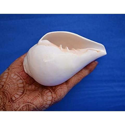 CraftsLook 4"inch Genuine Blowing Shankh (VAMAVARTI BAJNE WALA) - Conch Shell - Loud & Big Vamavarti Blowing Dattatreya Shankh (White) ~ Shankha Conch Shell - Puja Ritual Shankhnaad Religious Sound Cover