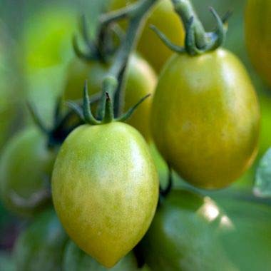 �O���[���G���r�[�g�}�g�̎�i20���j