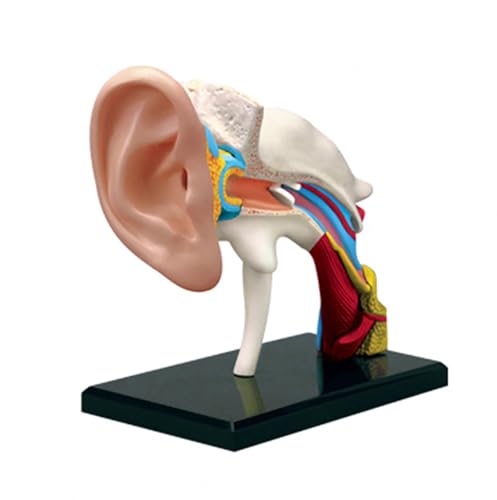 SORECI 4D Human Ear Organs Anatomy Model, Human Ear Organs Anatomy Model PVC Human Ear Canal Simulator Teaching Model Puzzle Assembling Toys(22 Parts)