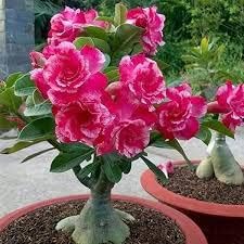 Greenlifelive Bonsai Desert Rose (Adenium) – Dwarf Live Plant for Indoor & Outdoor Décor – Ornamental Flowering Impala Lily – Low Maintenance Garden Bonsai (1 Live Plant in Container)-image-13