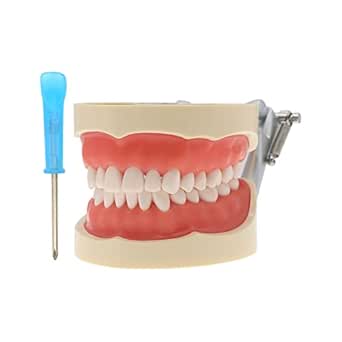 Modèle Dentaire Typodont 32 Pièces - Dents Amovibles Compatible Kilgore/Nissin 200 - Pour Formation Dentaire - Neuf