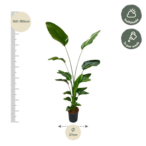 Strelitzia Nicolai planta alta de interior con hojas grandes para salón 3