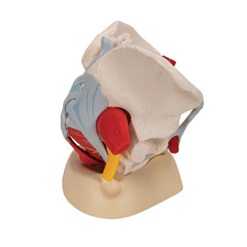 Image of 3B Scientific H20 /4 Female Pelvis w / Ligaments 6 Part - 3B Smart Anatomy