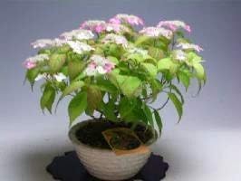 【バーゲン・セール】山アジサイ(紅)の鉢植え(大)開花が終わり剪定済み