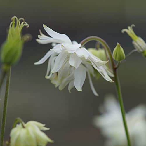 Blumixx Stauden Aquilegia vulgaris plena 'White Barlow' - Aquilegia - Huevo, color blanco Cover