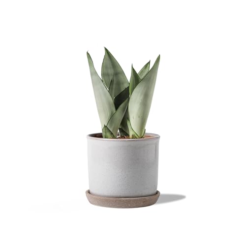 Chubacoo 5.8 Inch Plant Pot: Ceramic Planter with Drainage Hole & Saucer - Cylinder Round Flowerpot for Indoor & Outdoor Plants - with Separate Tray for Home & Office - Retro Style, Grey