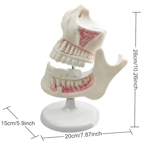 Modèle de dentition enfant avec dents de lait et permanentes AMITD pour enseignement - 5