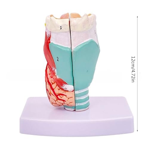 Modèle anatomique du larynx pour les cours de sciences et l'étude des maladies