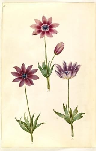 Cuadro en Lienzo Anemone PAvosnina Impresión Arte Botánico Hans Simon Holtzbecker 60x90