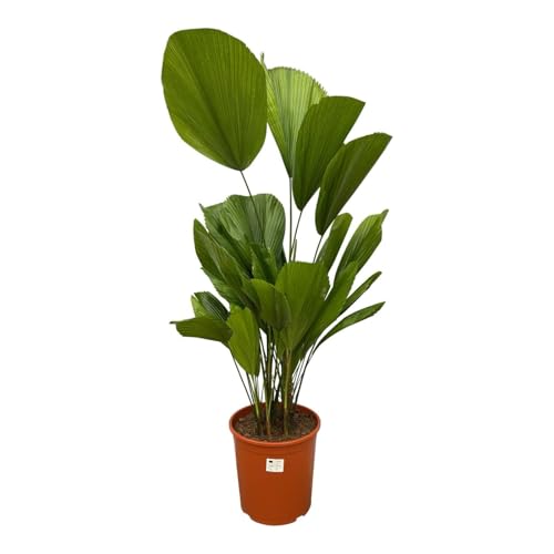 Fächerpalme – Licuala Grandis – Zimmerpflanze – Ø24cm – 100cm – Exotischer Blickfang mit großen Fächerblättern – Für Innen & Schattenplätze